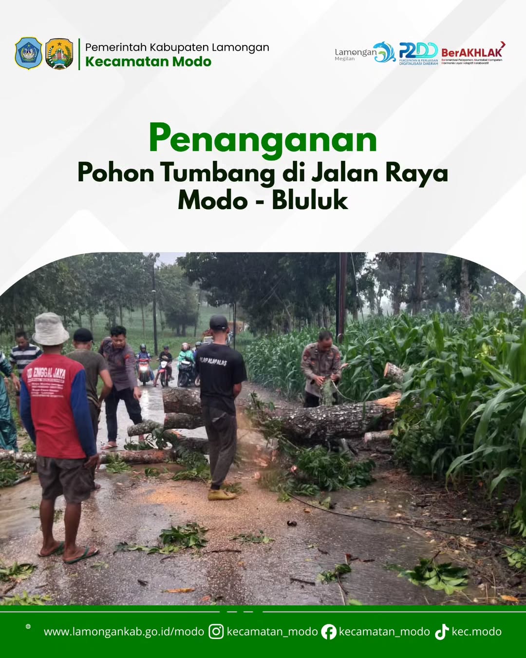 Foto: Pohon Tumbang di Jl. Raya Modo–Bluluk, Akses Sempat Terganggu