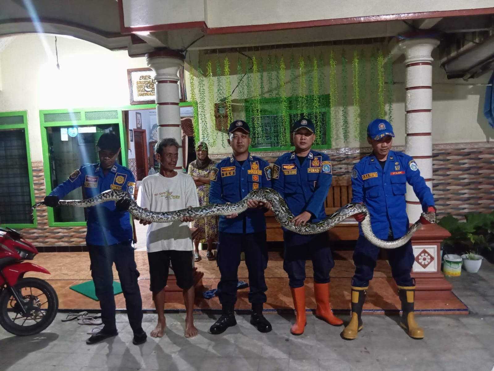 Foto: Ditemukan Ular Piton Berukuran Besar di Rumah Warga Dusun Gonjo Desa Mojorejo