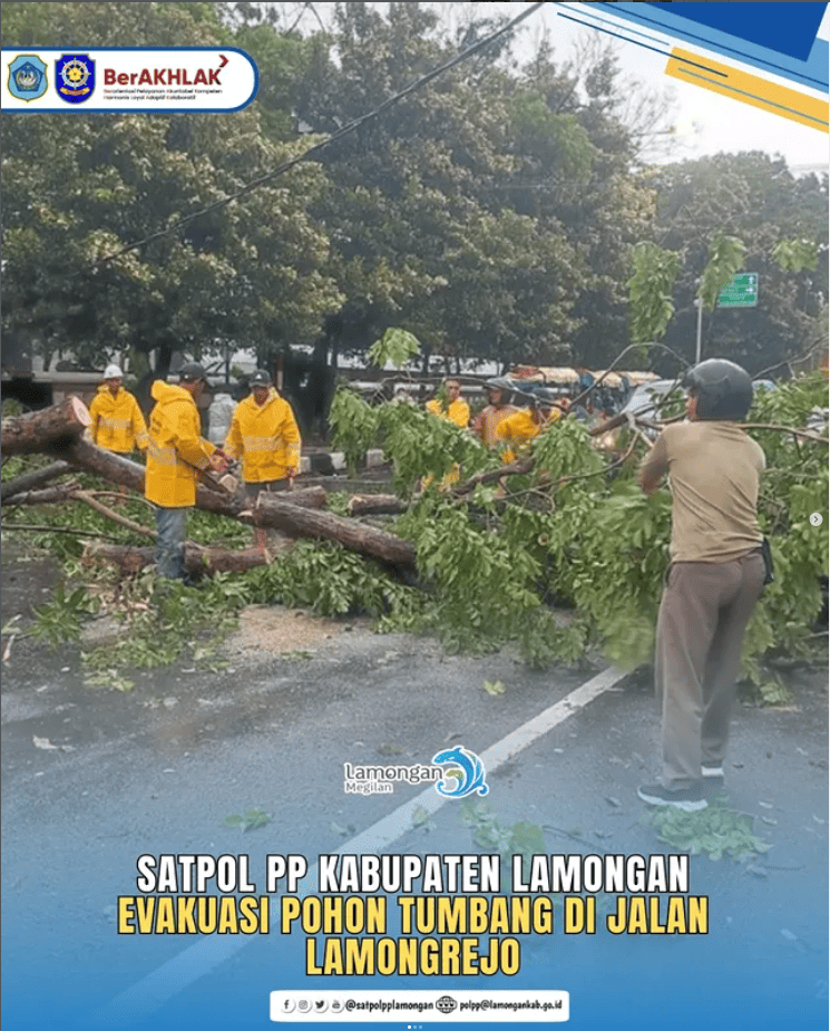 Foto: Satpol PP Kabupaten Lamongan Evakuasi Pohon Tumbang di Jalan Lamongrejo