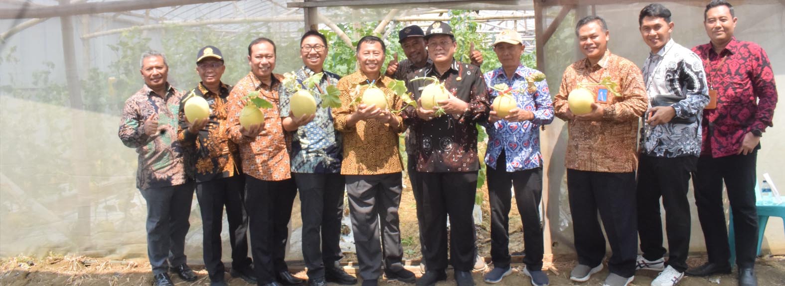 Melon Jadi Salah Satu Holtikultura Unggulan Lamongan