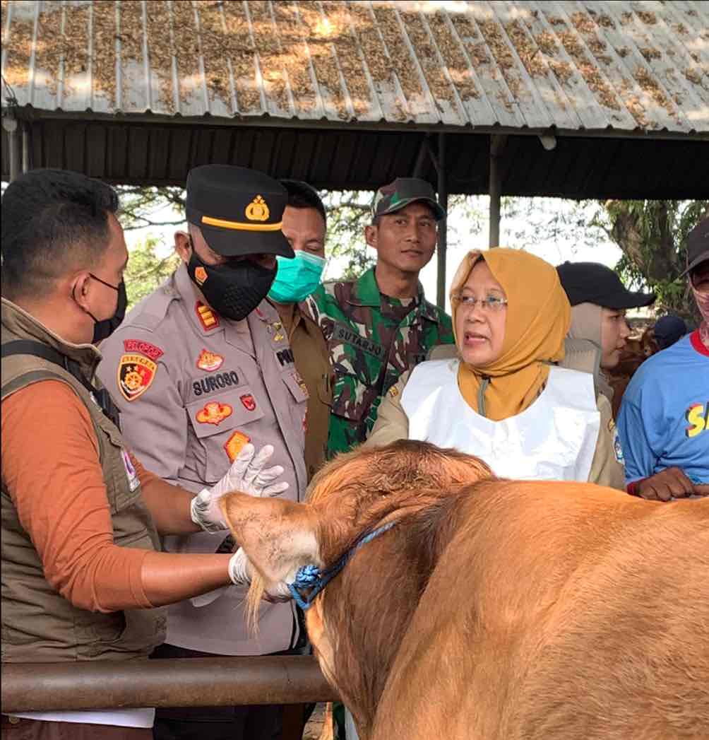 Jelang Idul Adha, Pemkab Lamongan Pastikan Hewan Kurban Sehat