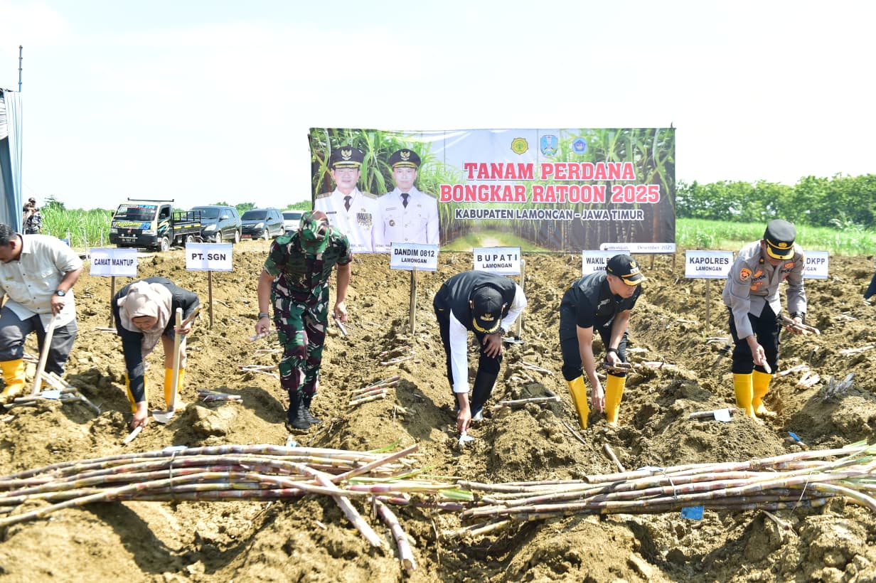 Wujudkan Swasembada Gula Melalui Program Bongkar Ratoon