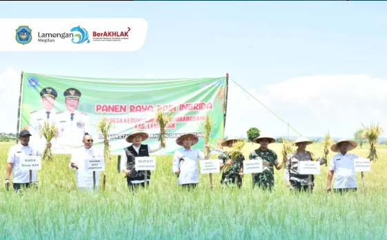 Panen Raya di Kedungasri, Lamongan Terus Pacu Swasembada Pangan