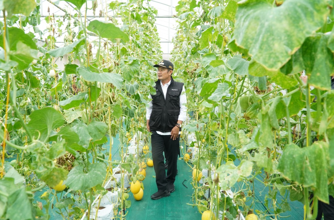 Foto: Pak YES Terus Dorong Budidaya Melon