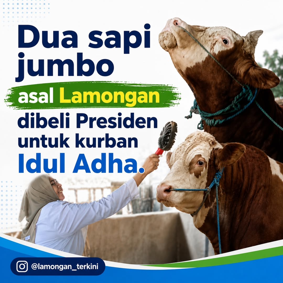 Foto: Dua Sapi Jumbo Asal Lamongan di BeliPresiden untuk kurban Idul Adha