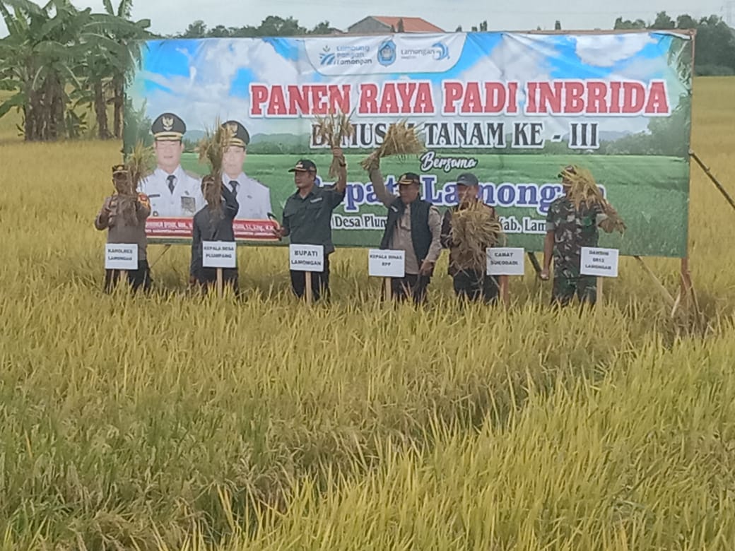 Foto: STAF KECAMATAN PUCUK MENGHADIRI PANEN RAYA PADI HIBRIDA DI DESA PLUMPANG KECAMATAN SUKODADI
