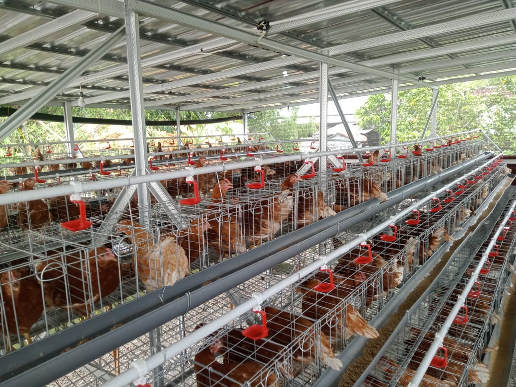 Foto: CAMAT PUCUK MENINJAU PELAKSANAAN KETAHANAN PANGN TEMATIK TERNAK AYAM PETELUR DI DESA WARUWETAN