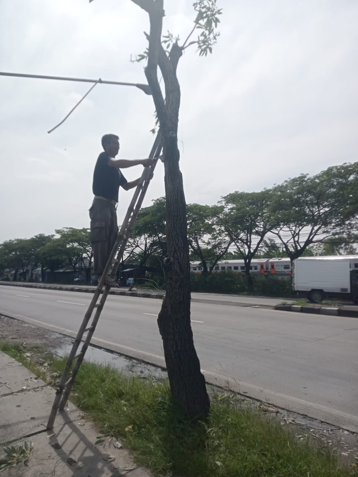 Foto: KEGIATAN PEMANGKASAN POHON YANG BERADA DI KECAMATAN PUCUK UNTUK KEAMANAN DAN KESELAMATAN PENGGUNA JALAN