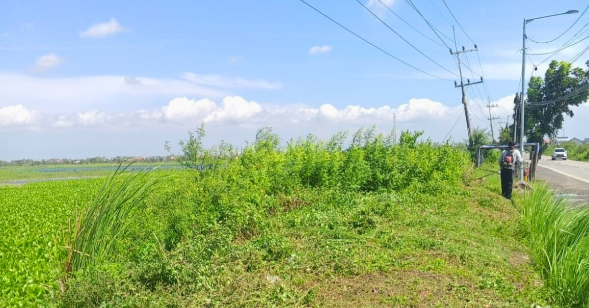 Foto: Pemeliharaan Rutin Pembersihan Rumput di Sekitaran Tanggul Sisi Timur Daerah Irigasi Rawa Sebanget