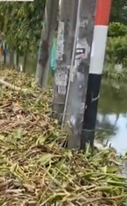 Foto: Pentingnya Pembersihan Eceng Gondok pada Saluran Air