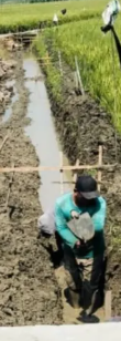 Foto: Rehabilitasi Saluran Primer dan Sekunder Desa Patihan, Upaya Optimalisasi Layanan Irigasi UPTD PSDA Babat