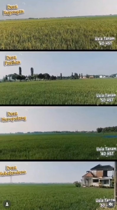 Foto: Monitoring Kondisi Tanaman