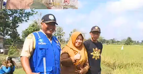 Foto: Pelaksanaan Ubinan MT II di Kedungpring, Evaluasi Produktivitas Hasil Panen