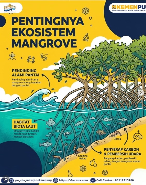 Foto: Pentingnya Menjaga Ekosistem Mangrove