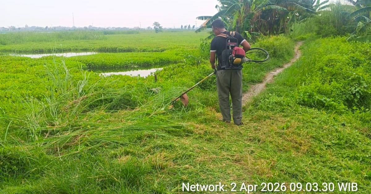 Foto: Pemeliharaan Rutin Infrastruktur Pengairan melalui Pemotongan Rumput di Pintu Air Selatan Rawa Sebanget