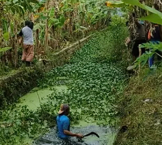 Foto: Gotong Royong Bersihkan Eceng Gondok, Jaga Kelancaran Saluran Air di Sawo
