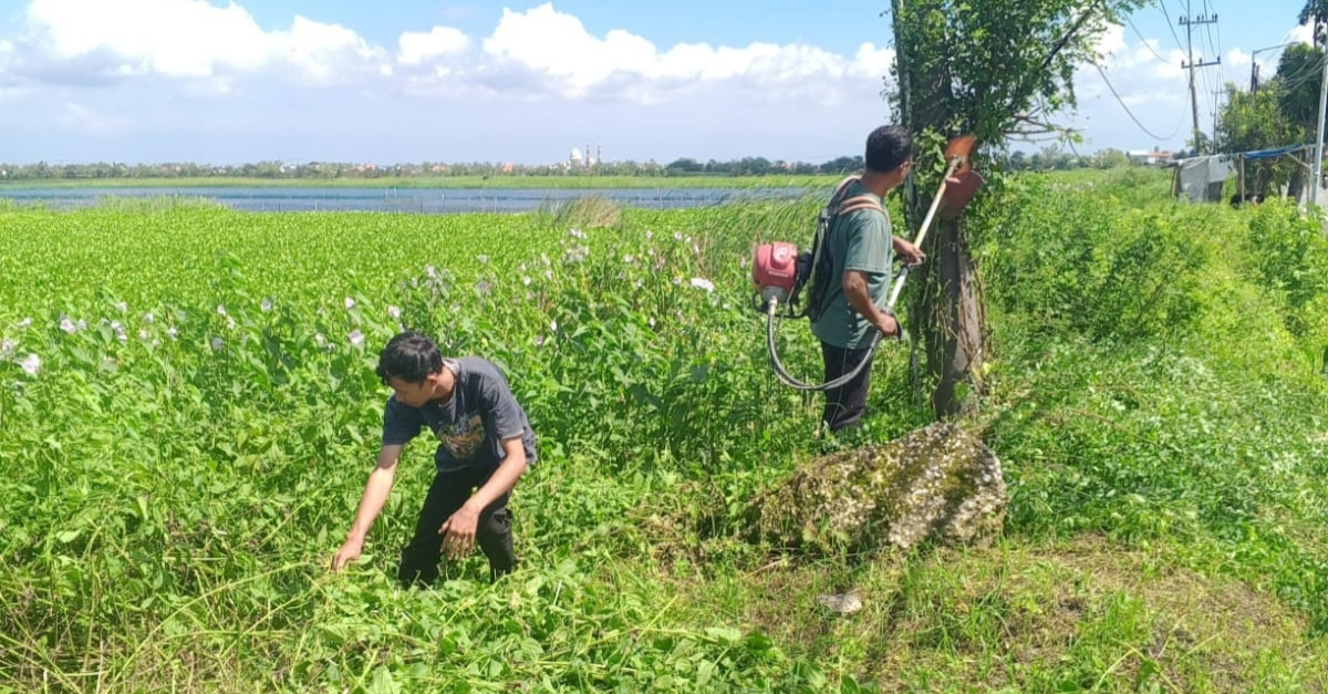 Foto: Pemeliharaan Rutin Pembersihan Rumput di Sekitaran Tanggul Sisi Timur Daerah Irigasi Rawa Sebanget