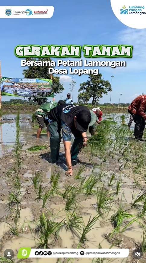 Foto: Gerakan Tanam Bersama Petani Lamongan Desa Lopang