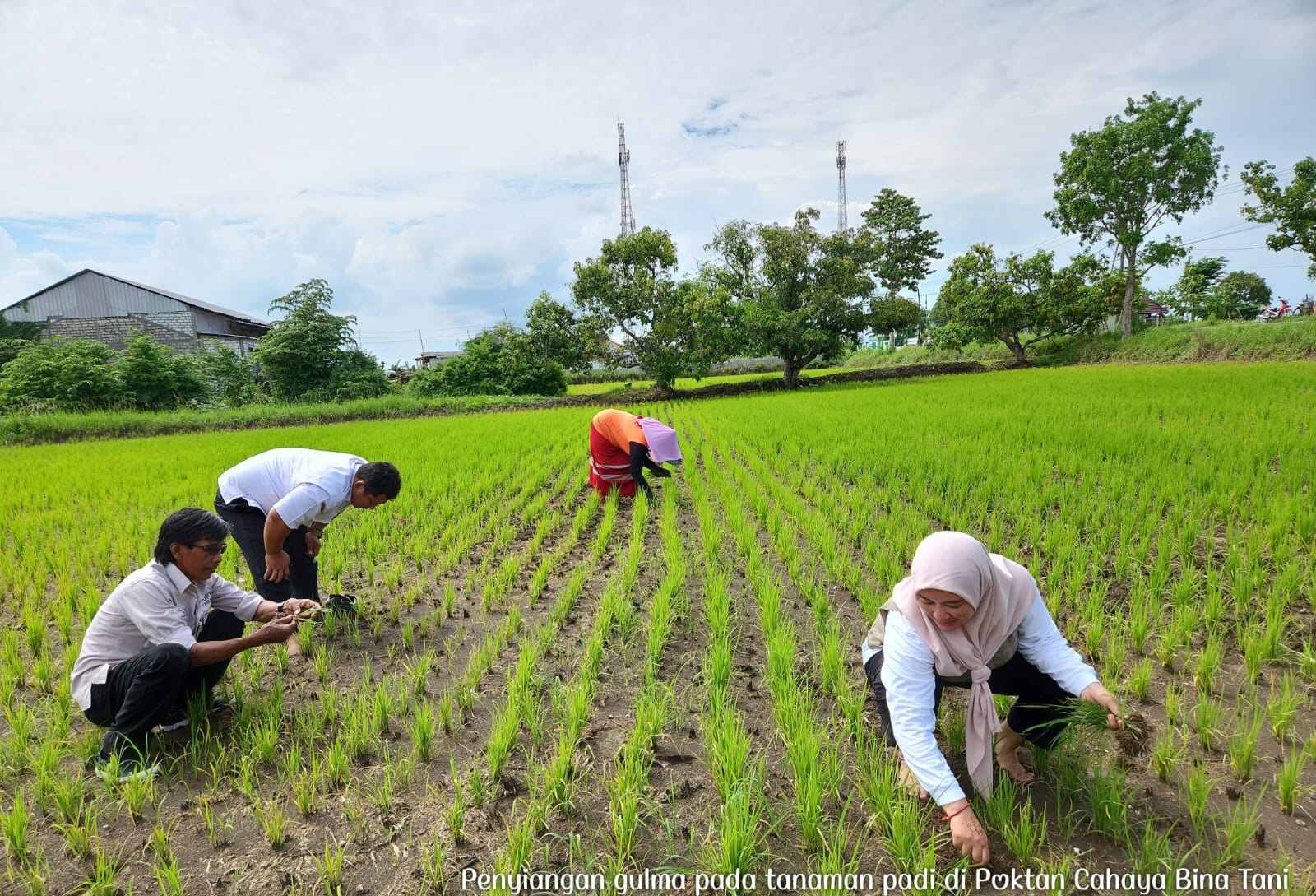 Survey tanaman padi