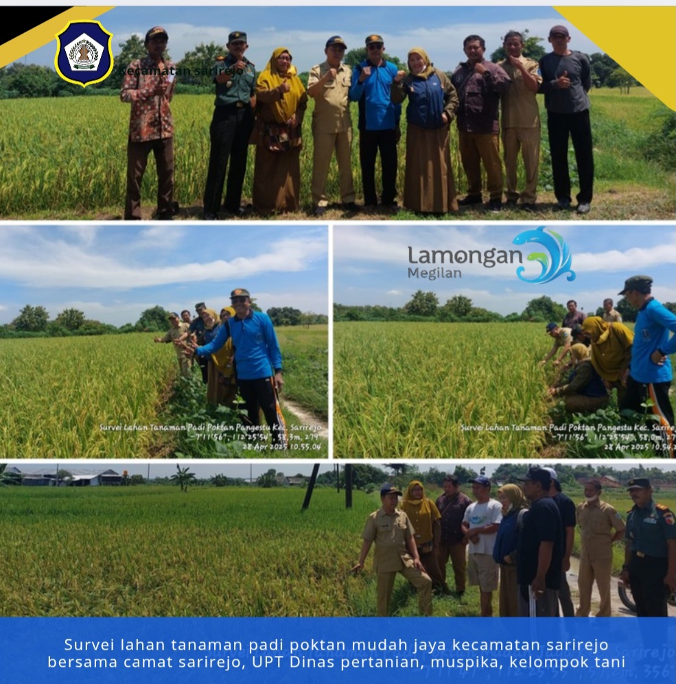 Survei lahan tanaman padi poktan mudah jaya kecamatan sarirejo bersama camat sarirejo, UPT Dinas pertanian, muspika, kelompok tani