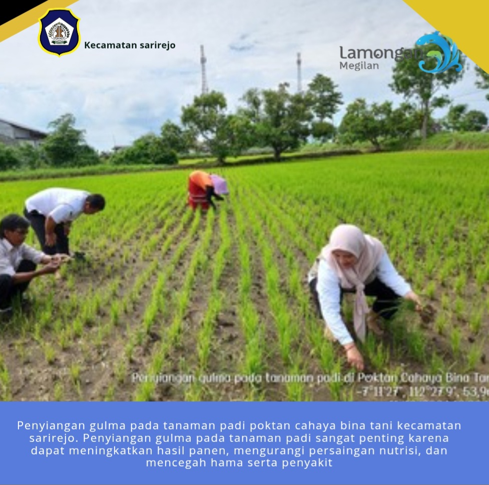 Penyiangan gulma pada tanaman padi