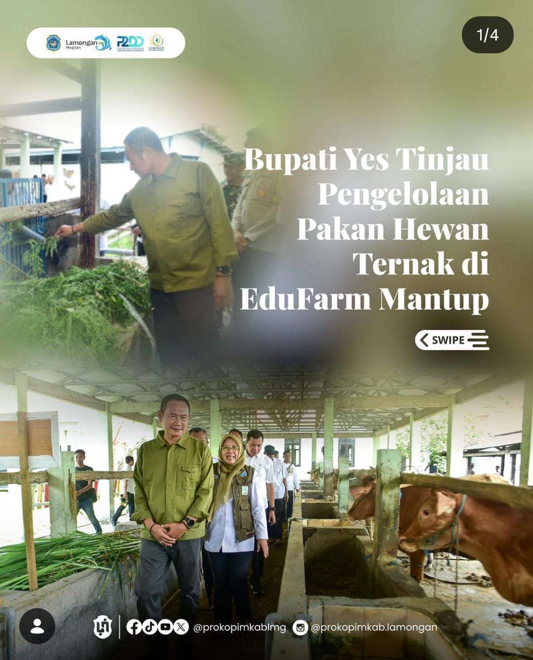 Foto: BUPATI YES TINJAU PENGELOLAAN PAKAN HEWAN TERNAK DI EDUFARM MANTUP