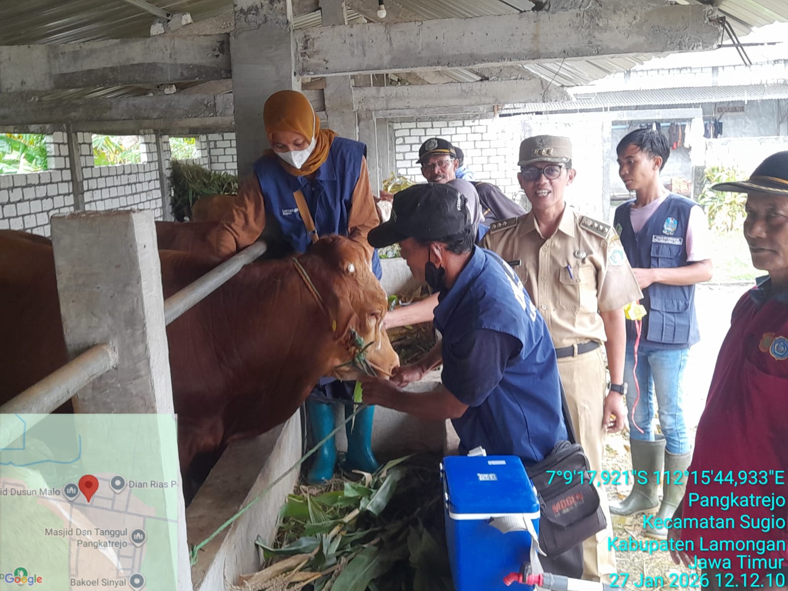Foto: Vaksinasi Ternak Sapi