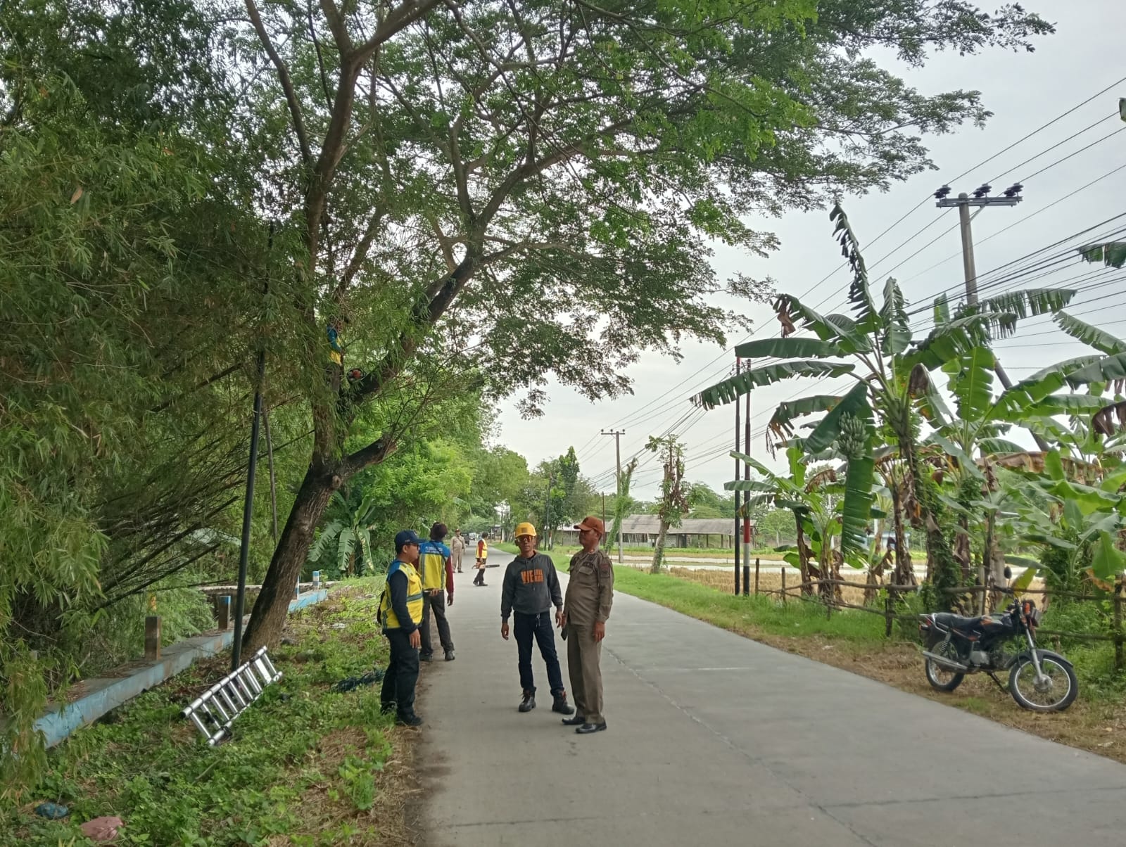 Foto: Pemangkasan Pohon Rawan Tumbang