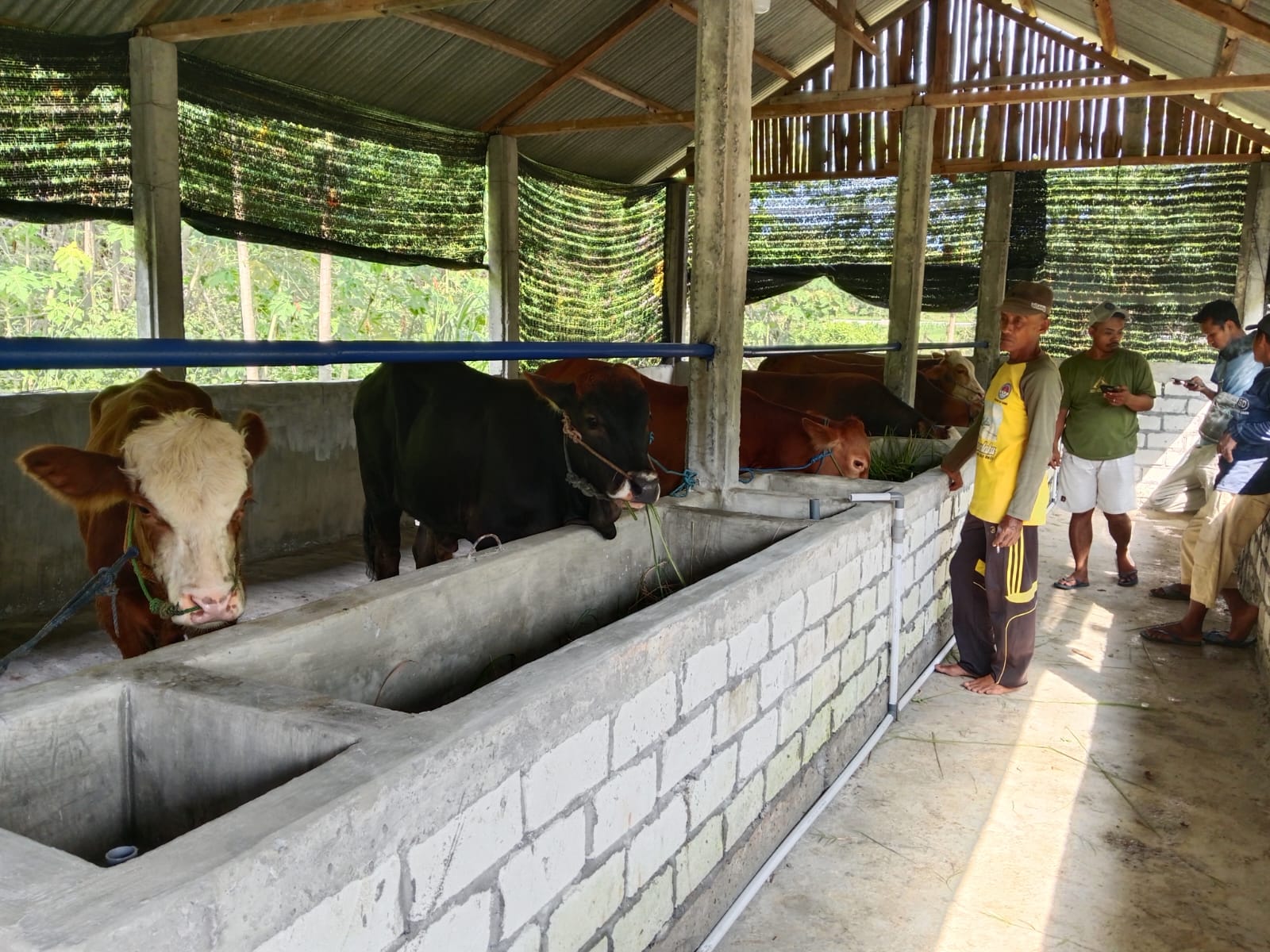 Foto: Program Ketahanan Pangan Desa Bedingin