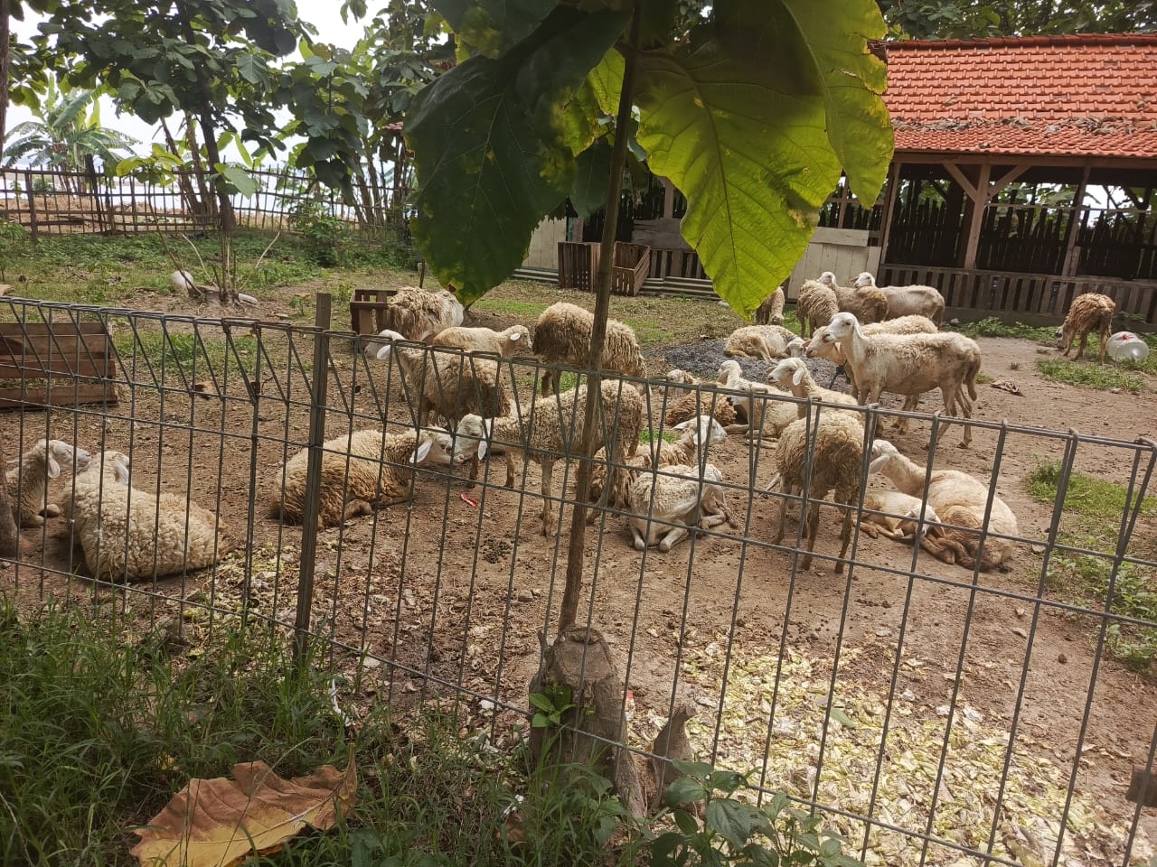 Foto: Program Ketahanan Pangan Desa Deketagung