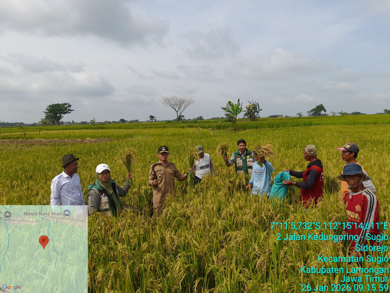 Foto: Umbinan Padi MT-1 Tahun 2026